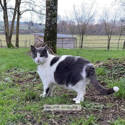Photo de chat perdu à Saint Claud