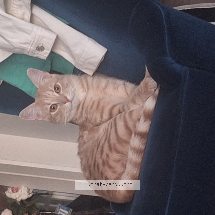 Photo de chat retrouvé à Reichstett
