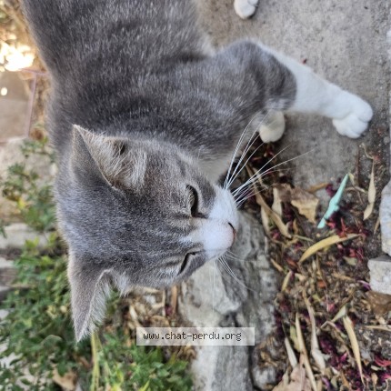 Photo de chat trouvé à Carpentras