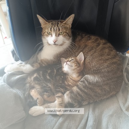 Photo de chat perdu à Eragny