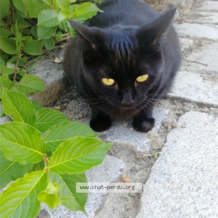 Photo de chat perdu à Montmartin