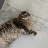 boncuk