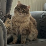 boboy boncuk