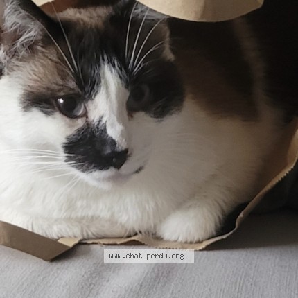 Photo 1/1 Chat retrouvé Perdu à Strasbourg