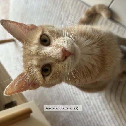 Photo de chat perdu à Parempuyre