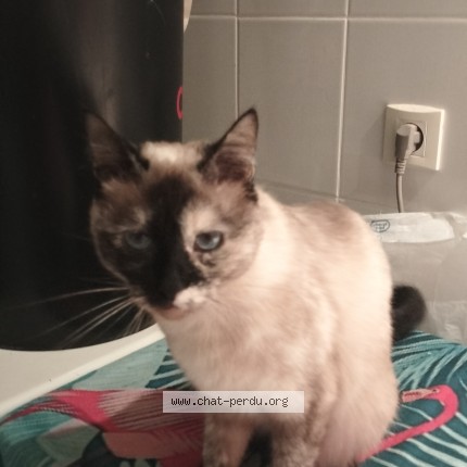 Photo 1/1 Chat retrouvé Perdu à Chauffailles