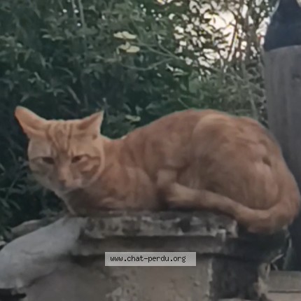 Photo de chat perdu à Avignon