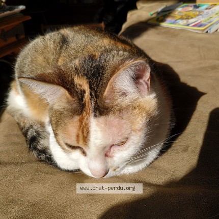 Photo de chat retrouvé à Hyeres