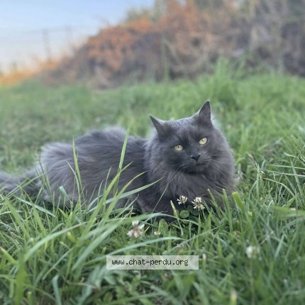 Photo 1/1 caline Chat perdu à Bony