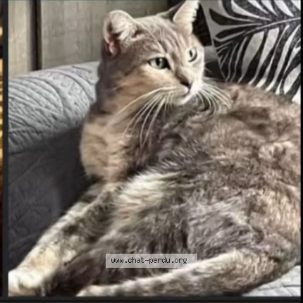 Photo de chat perdu à Le Plessier Rozainviller