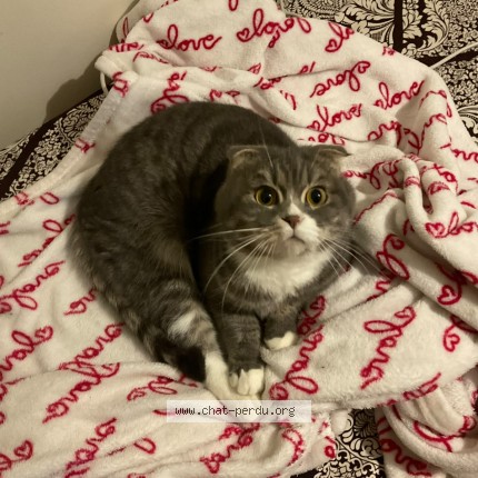 Photo 1/1 Chat retrouvé Perdu à Aubervilliers