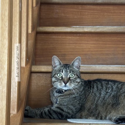 Photo de chat perdu à Bu