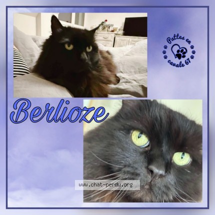 Photo 1/1 Berliore Chat perdu à Weyersheim