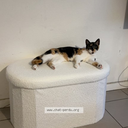 Photo 1/1 nala Chat perdu à Eysines Merignac
