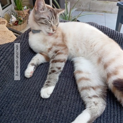 Photo 1/1 vanille Chat perdu à Lorry Mardigny