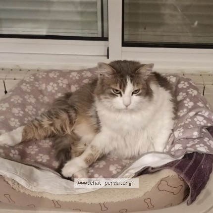 Photo de chat perdu à Bedarrides