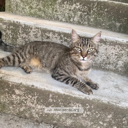 Photo 1/1 Chat trouvé Trouvé à Montpellier