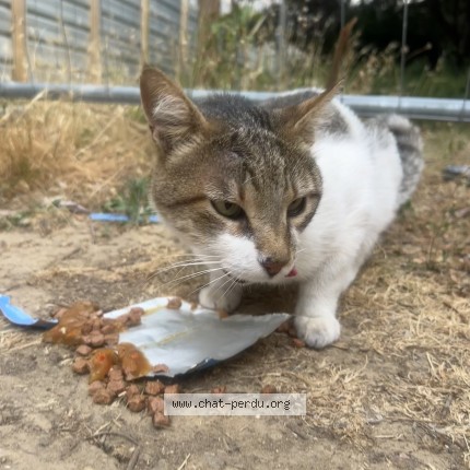 Photo de chat trouvé à Paris