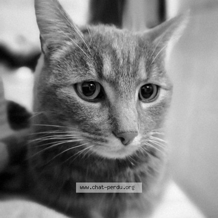 Photo 1/1 Chat retrouvé Perdu à Fumichon