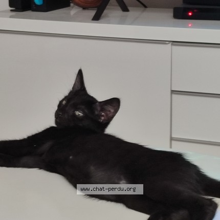 Photo de chat perdu à Villeneuve Les Avignon