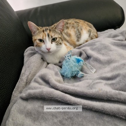 Photo de chat perdu à Courdimanche