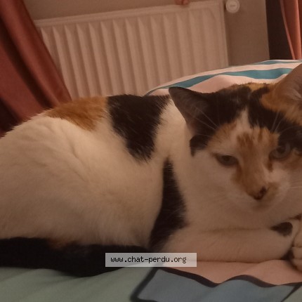 Photo de chat perdu à Tourville Sur Odon
