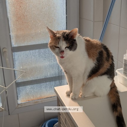 Photo 2/3 Chloé Chat perdu à Corbeil Essonnes
