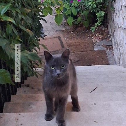 Photo 1/1 Chat trouvé Trouvé à Montpellier