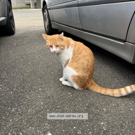 Photo de chat perdu à Montauban
