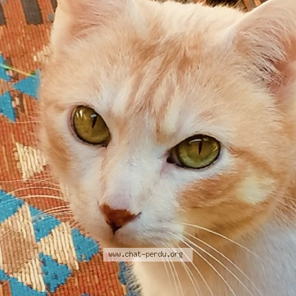 Photo de chat perdu à La Cadiere D Azur