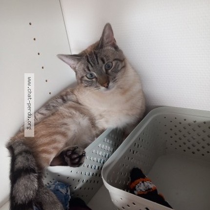 Photo 1/1 Neko Chat perdu à Bazouges Sous Hede