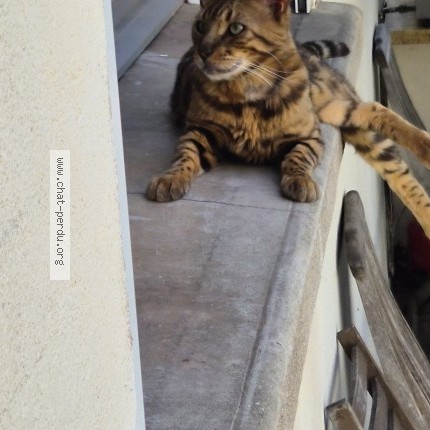 Photo de chat perdu à Beziers