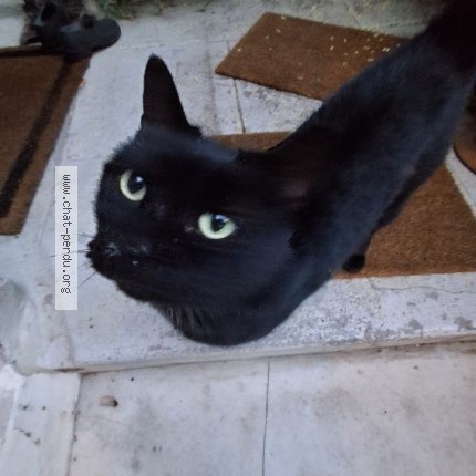 Photo 1/1 Chat retrouvé Trouvé à Montpellier