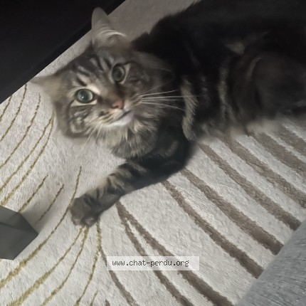 Photo 1/1 Dobby Chat perdu à Nouvoitou