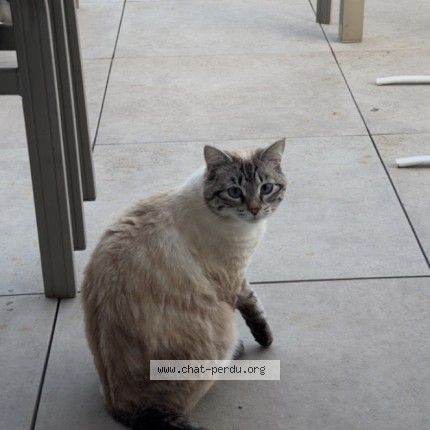 Photo 1/1 Sissi Chat perdu à Frontignan