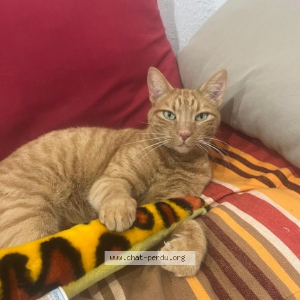 Photo de chat perdu à Marseille