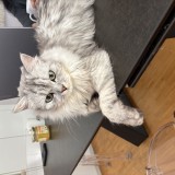 coton