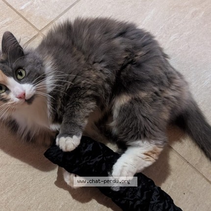 Photo de chat perdu à Dreffeac