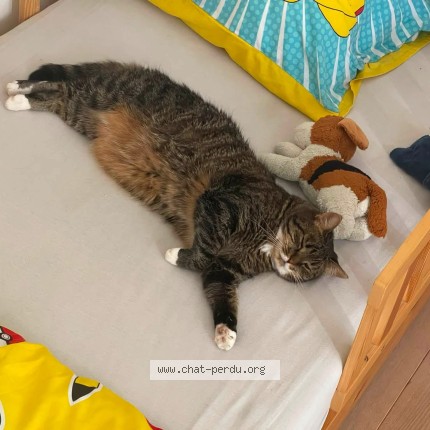 Photo 3/3 Nala Chat perdu à Hermalle Sous Argenteau