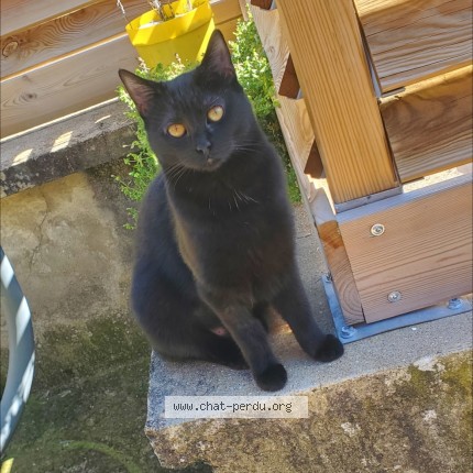 Photo de chat perdu à Besse