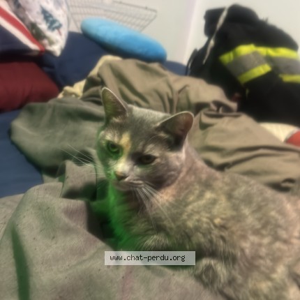 Photo 1/1 Ela Chat perdu à Quebec