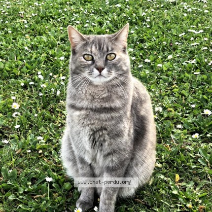 Photo de chat perdu à Treveneuc