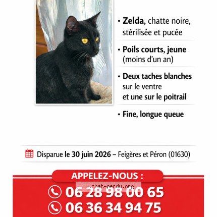 Photo 1/1 Zelda Chat perdu à Peron
