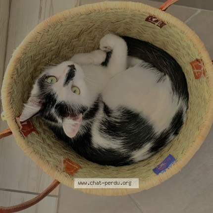 Photo 1/1 Minet Chat perdu à Rive De Gier