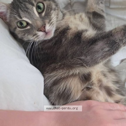 Photo de chat perdu à Breteuil