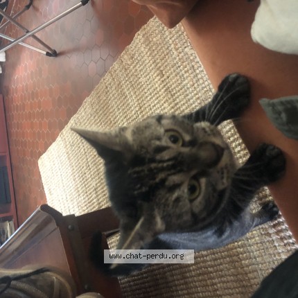 Photo de chat perdu à Lannion