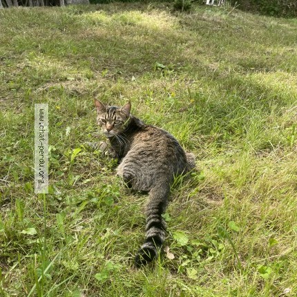 Photo de chat perdu à Paris