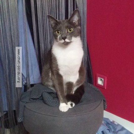 Photo de chat perdu à Bordeaux