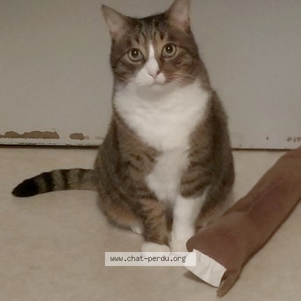 Photo de chat perdu à Tarbes