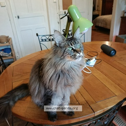 Photo de chat perdu à Saint Malo Des Trois Fontaines